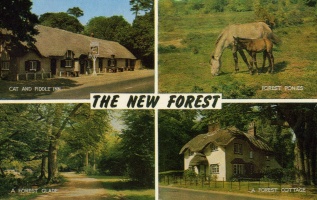 New Forest