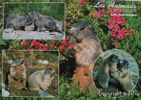 Marmottes.jpg
